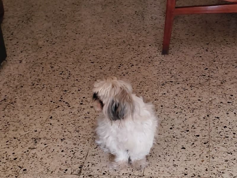 Shih Tzu 2 years 7 months old male medium named Leo for breeding in Secunderabad, Telangana | Petmeetly