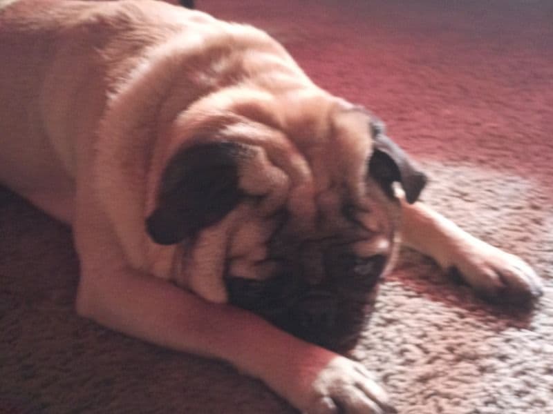 Pug 6 years old male medium named Amigo for breeding in Clark County, Nevada | Petmeetly