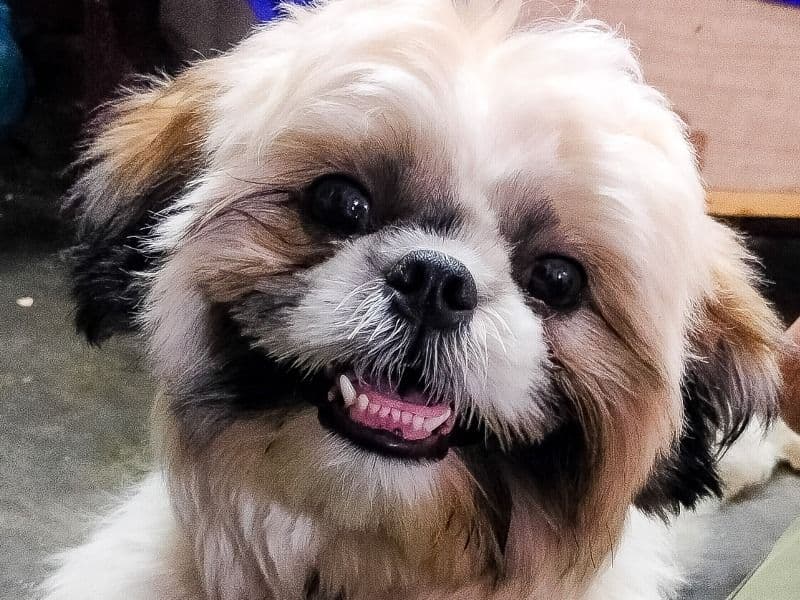 Cookie primary photo