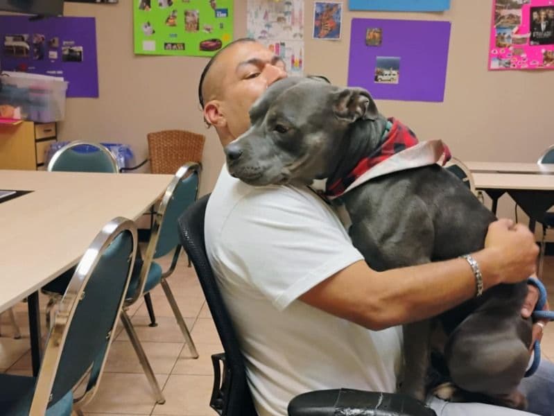 Blue nose Pitbull 2 years 2 months old male large named Dog/bubba for breeding in El Paso County, Colorado | Petmeetly