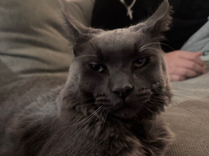 Smokey primary photo