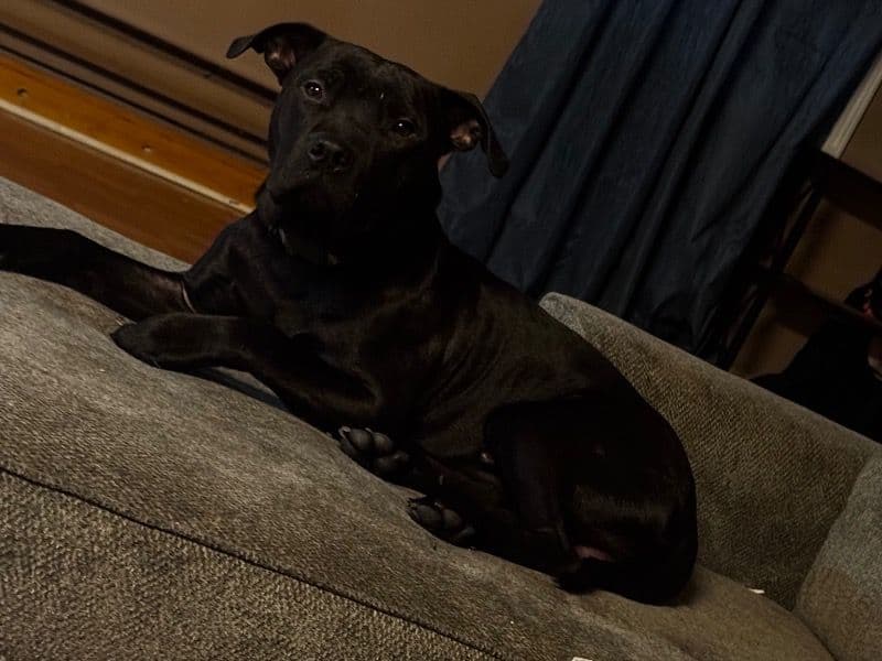 Blue nose Pitbull 9 months old male large named Rogue for breeding in Fredericton, New Brunswick | Petmeetly
