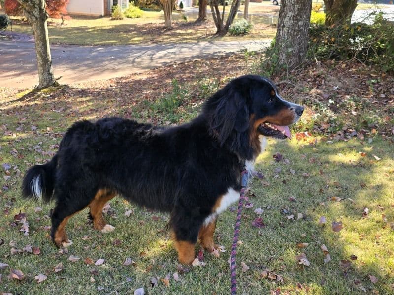Bernese Mountain Dog 1 year 5 months old male large named Marjan for breeding in Fulton County, Georgia | Petmeetly