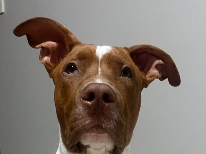 American Staffordshire Terrier 7 months old male large named Tyson for breeding in City of Moreton Bay, Queensland | Petmeetly