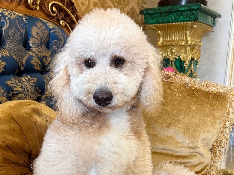 Mini Golden Doodle 1 year 8 months old male medium named Drake for breeding in Kings County, New York | Petmeetly