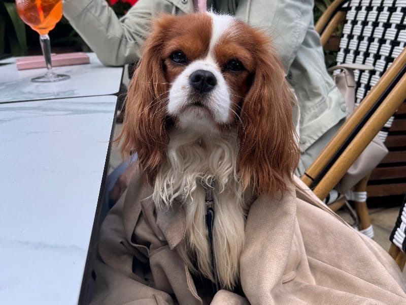 Cavalier King Charles Spaniel 1 year 8 months old male small named Kilian for breeding in Lincolnshire, England | Petmeetly