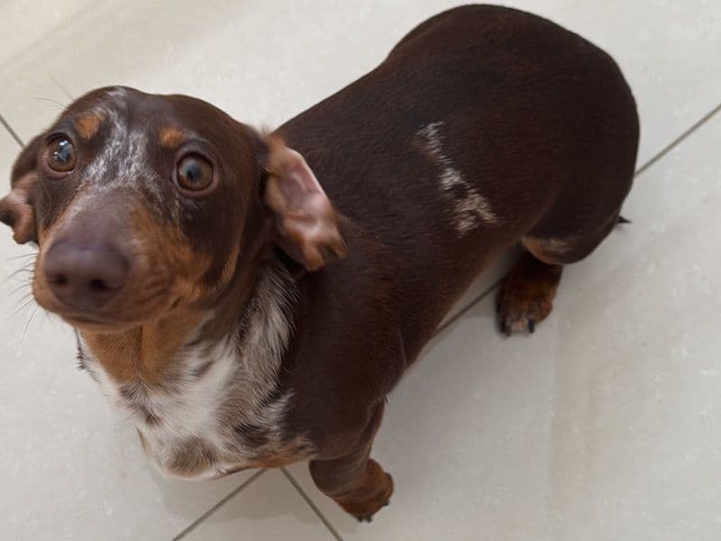 Paisley primary photo