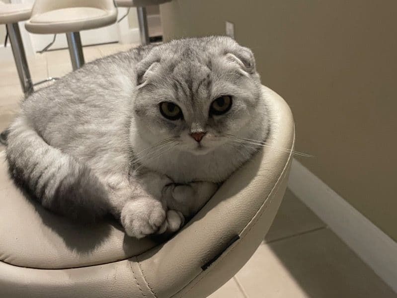 Scottish Fold 1 year 2 months old female named Tasha for breeding in Lee County, Florida | Petmeetly