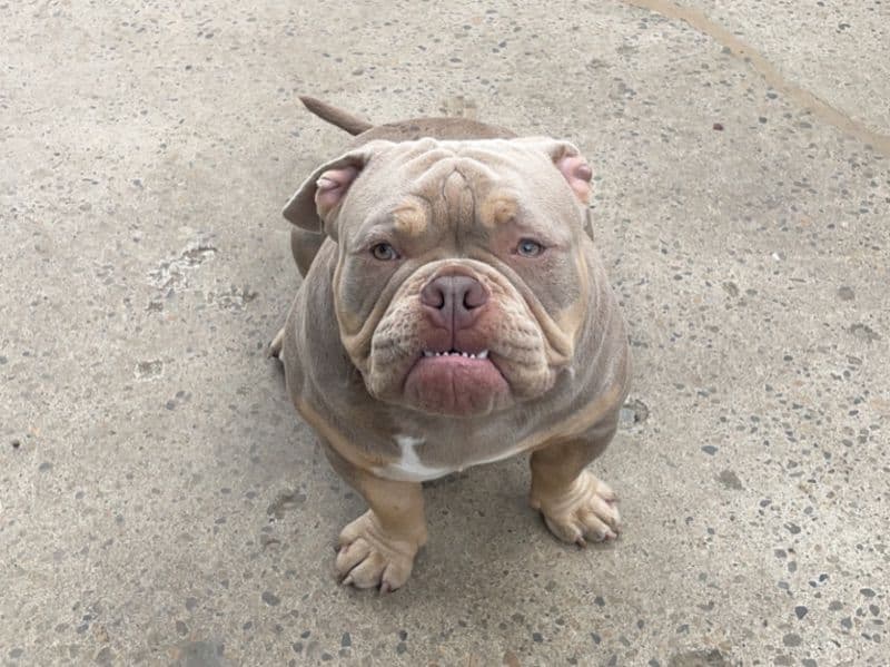 American Bully 3 years 2 months old male medium named Bruno for breeding in Fraser Valley, British Columbia | Petmeetly