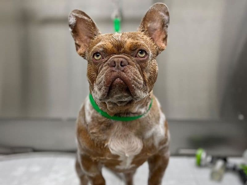 French Bulldog 4 years old male medium named Pikachu for adoption in San Bernardino County, California | Petmeetly