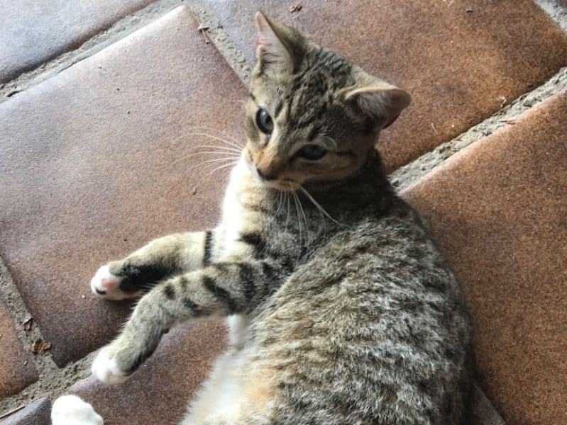 Lucy - American Shorthair | Petmeetly