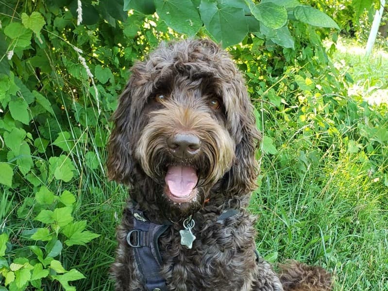 Labradoodle 6 years 6 months old male large named Moe for breeding in Baltimore, Maryland | Petmeetly