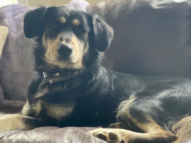 Siberian Husky 2 years 3 months old female large named Gina for breeding | Petmeetly