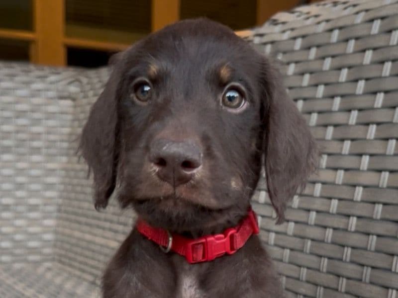 Red - Doberman | Petmeetly