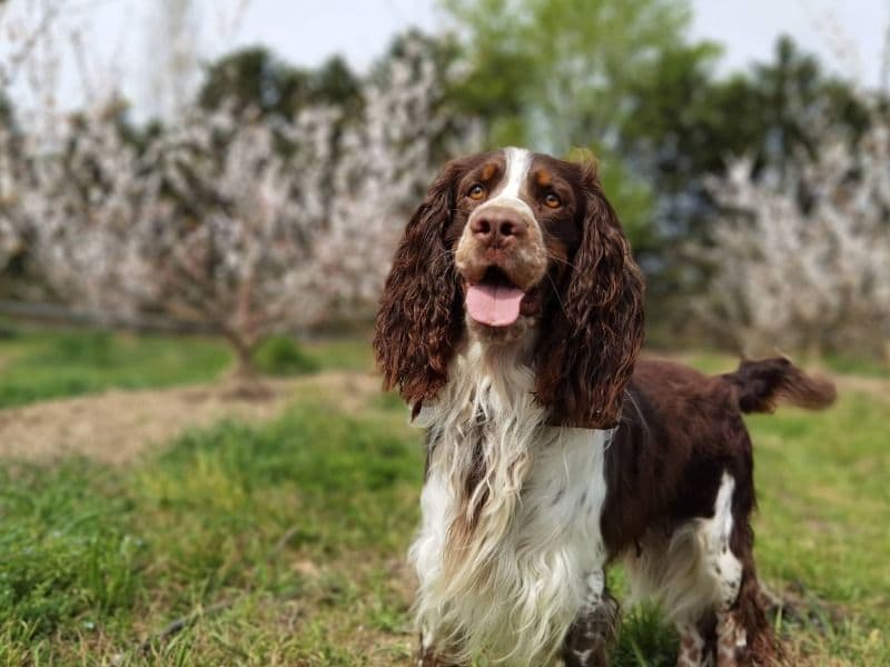English Springer Spaniel 6 years 5 months old male medium named Wassy for breeding in Wiltshire, England | Petmeetly