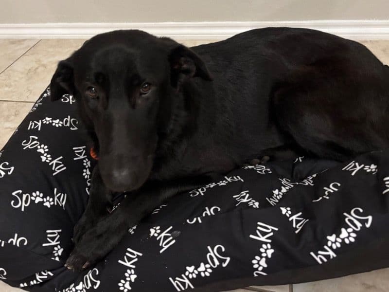 Black German Shepherd 2 years 3 months old female large named Yara for adoption in Montgomery County, Texas | Petmeetly