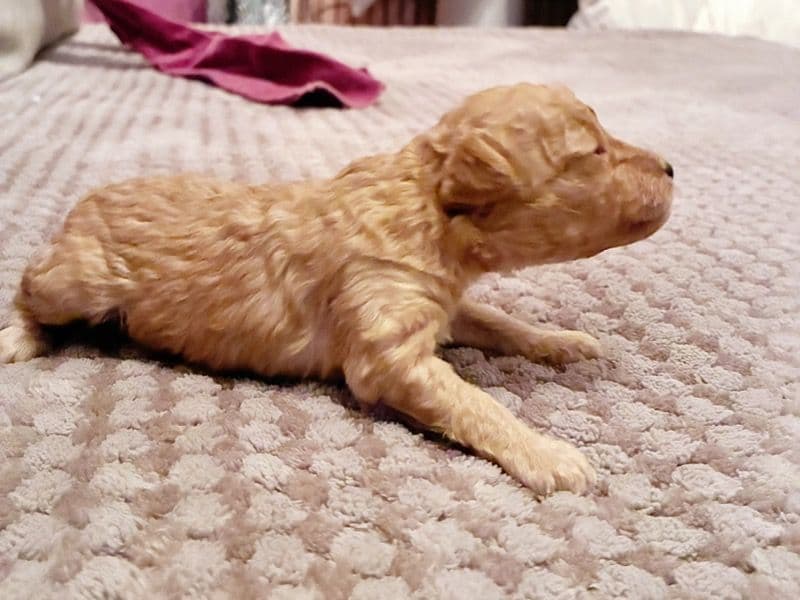 Toy Poodle 1 month old male small named Apollodorus for sale in Hudson County, New Jersey | Petmeetly