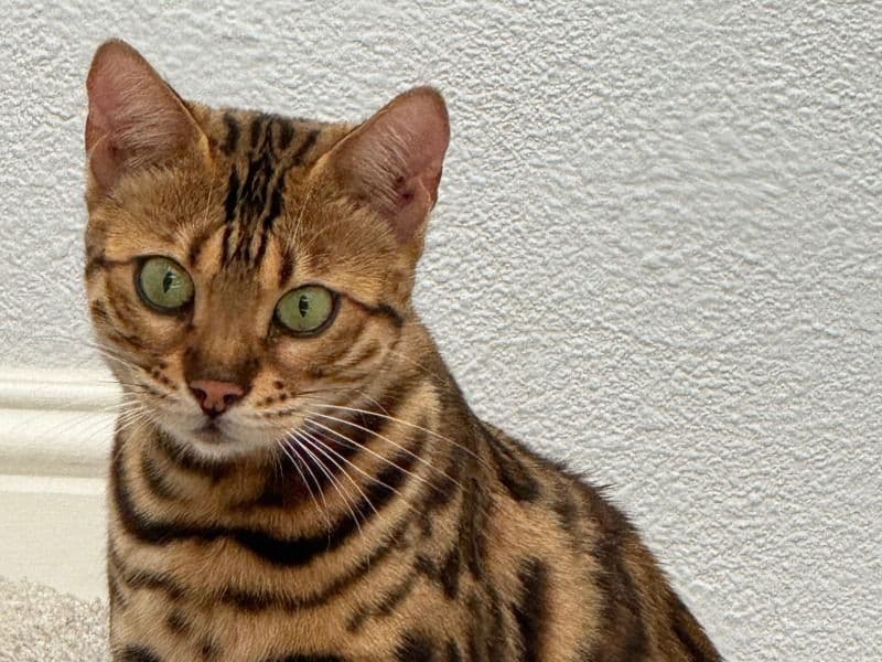 Bengal 3 years 10 months old female named Gigi for breeding in Orange County, California | Petmeetly