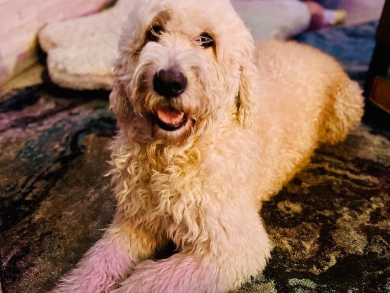 Goldendoodle 7 years 10 months old male large named Niko for breeding in San Diego County, California | Petmeetly