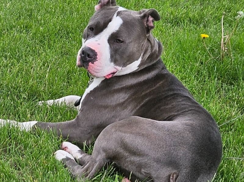 Blue nose Pitbull 3 years 5 months old male large named Creature for breeding in Grand Forks County, North Dakota | Petmeetly