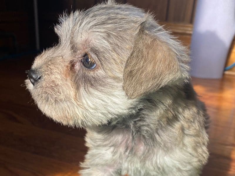 Miniature Schnauzer 2 months old female small named Hazel for sale in Cook County, Illinois | Petmeetly