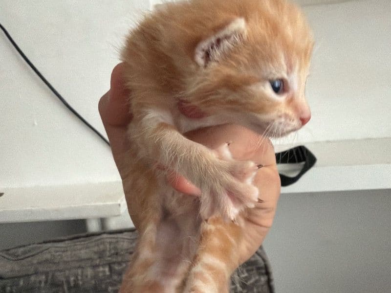 Turkish Van 1 month old male named No Name for sale in Greater London, England | Petmeetly