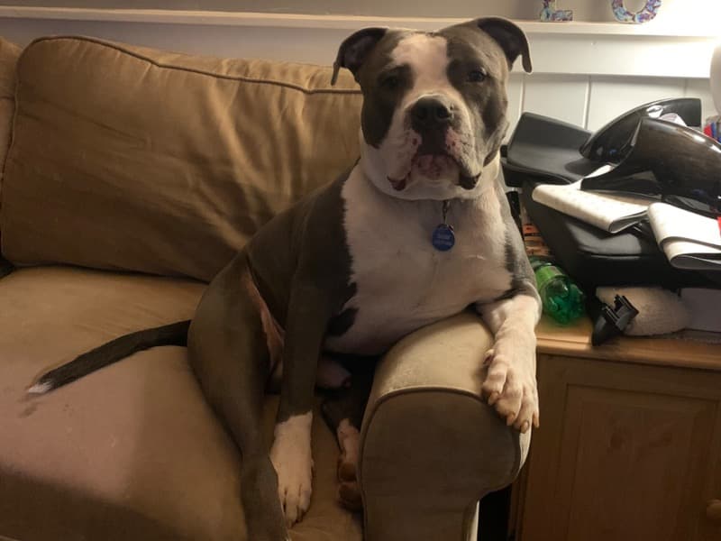 American PitBull Terrier 6 years 3 months old male large named Scooter for breeding in Clayton County, Georgia | Petmeetly
