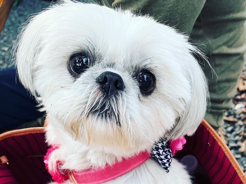 Coco primary photo
