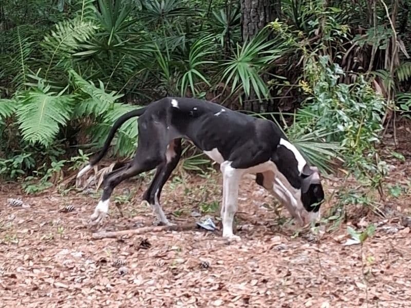 Great Dane 10 months old female large named Moon for sale in Liberty County, Georgia | Petmeetly