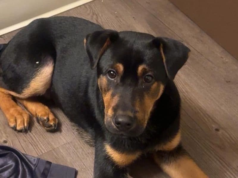 Black German Shepherd 1 year old male medium named Zues for sale in Ingham County, Michigan | Petmeetly