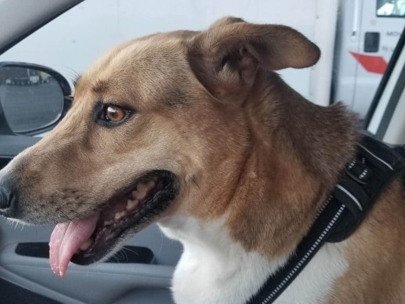 German Shepherd 7 years old female large named Rhea for sale in Maricopa County, Arizona | Petmeetly