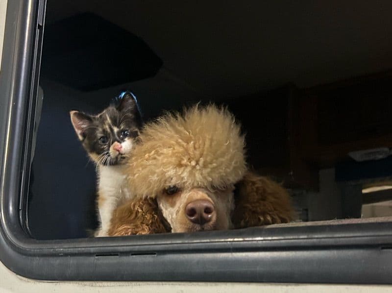 Xylon - Poodle | Petmeetly