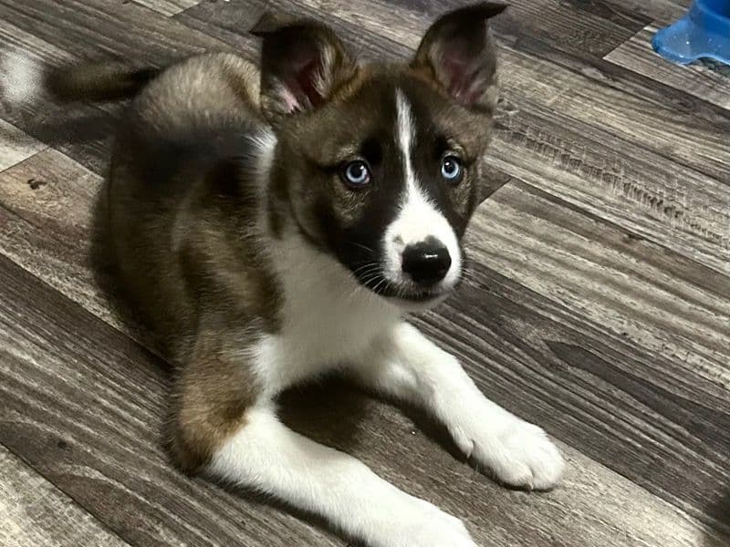 Husky 3 months old male small named Courage for sale in Wayne County, Michigan | Petmeetly