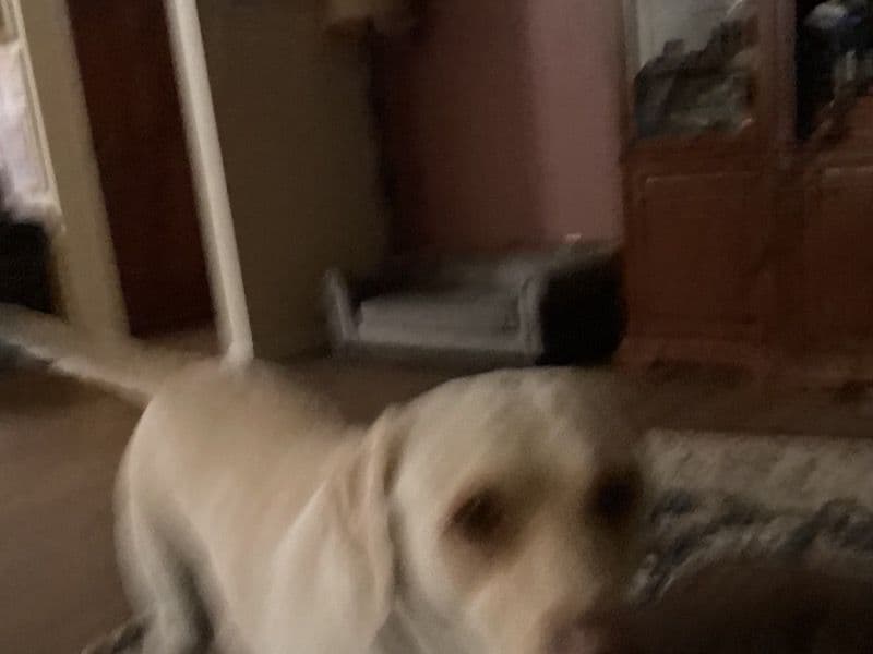 Labrador Retriever 3 years 6 months old female large named Maggie for breeding in San Benito County, California | Petmeetly