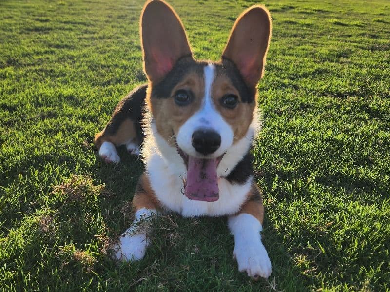 Eevee primary photo