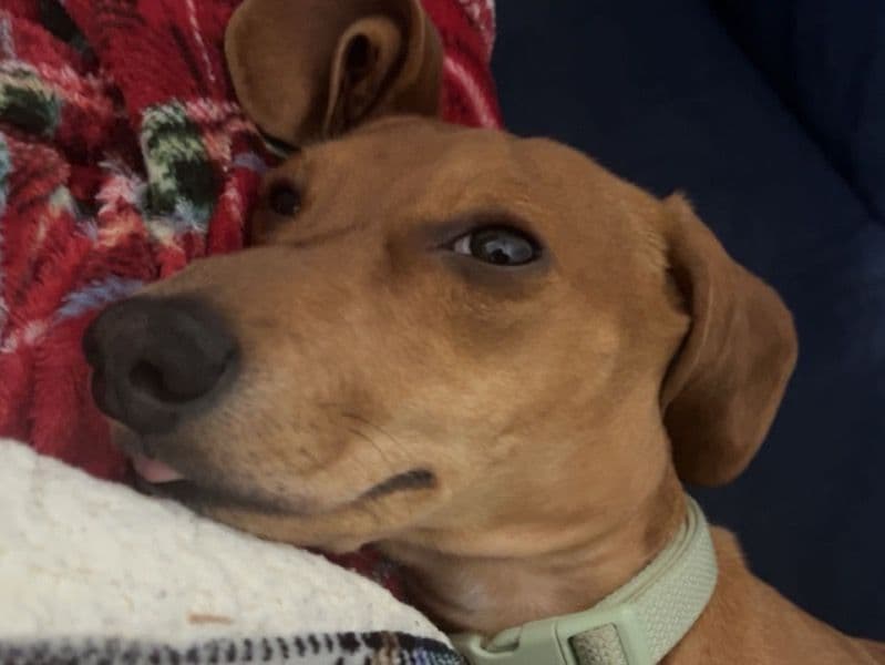 Miniature Dachshund 7 months old male small named Spud for sale in Lafayette Parish, Louisiana | Petmeetly