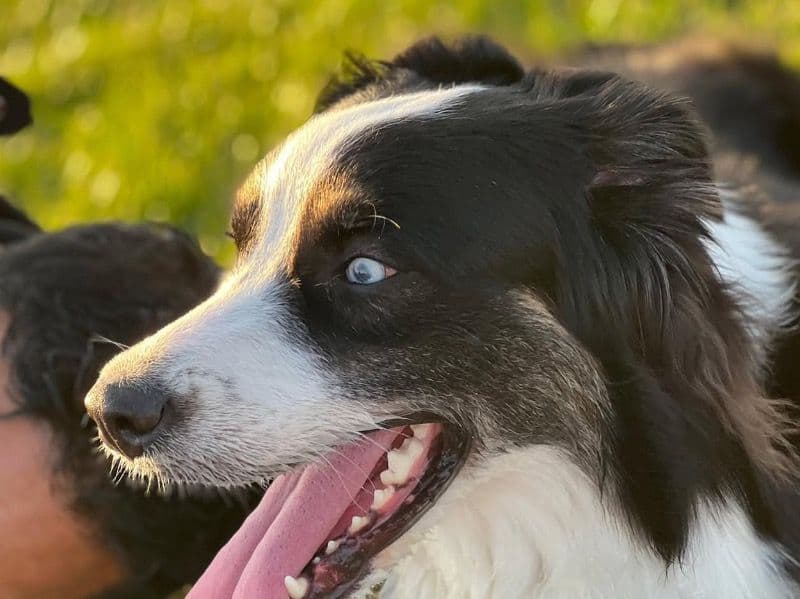 Australian Shepherd 4 years old female medium named Akira for breeding in Orange County, California | Petmeetly