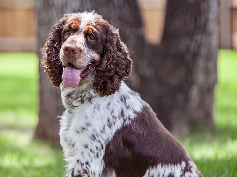 English Springer Spaniel 2 years 5 months old male medium named Theodore (teddy) for breeding in Denton County, Texas | Petmeetly