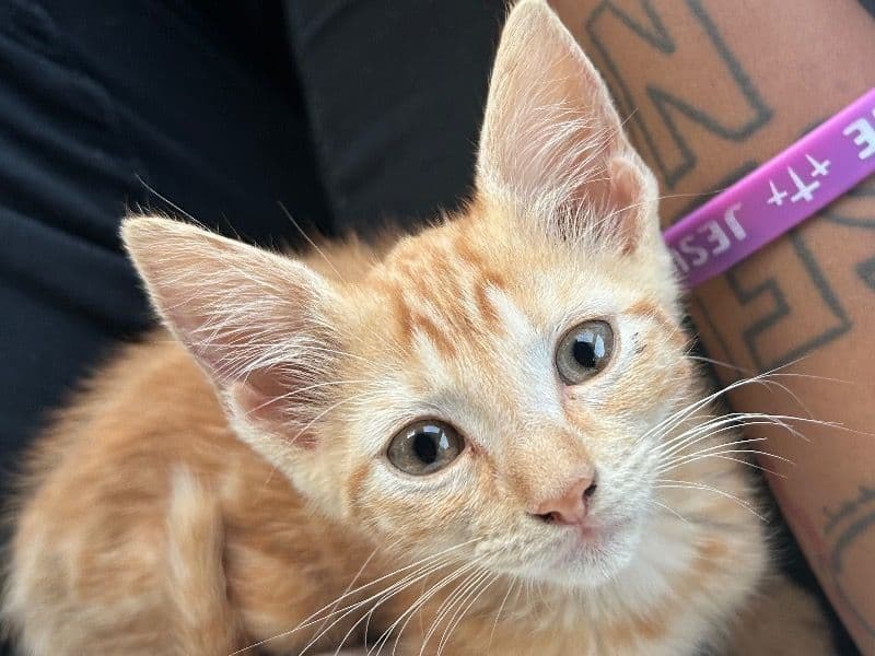 Princess Coco - Tabby | Petmeetly