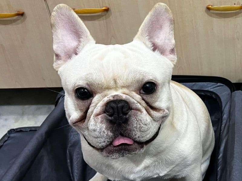 French Bulldog 2 years 2 months old male medium named Don for breeding in Hyderabad, Telangana | Petmeetly
