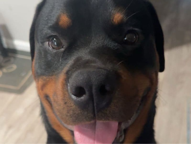 Rottweiler 1 year 1 month old male large named Zeus for breeding in Madison County, Alabama | Petmeetly