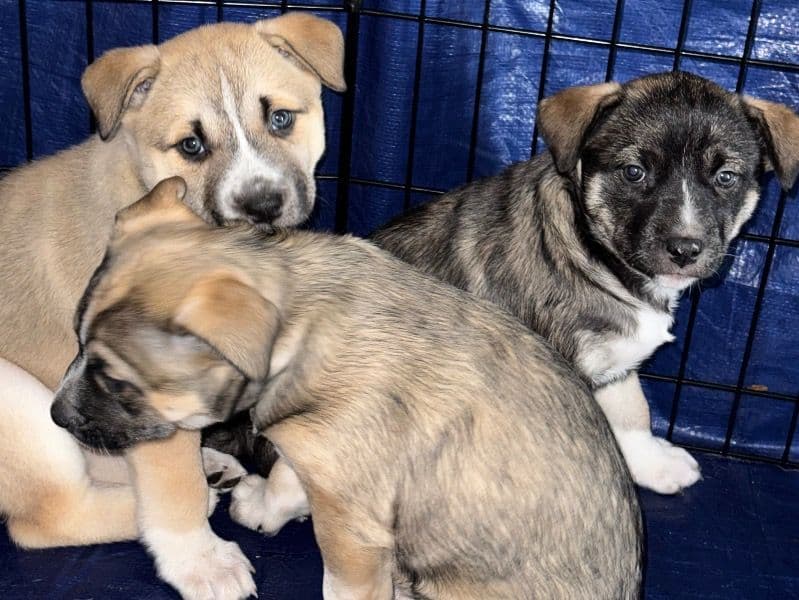 Siberian Husky 2 months old female large named Ginny, Daisy, Willow for sale in Washington County, Utah | Petmeetly