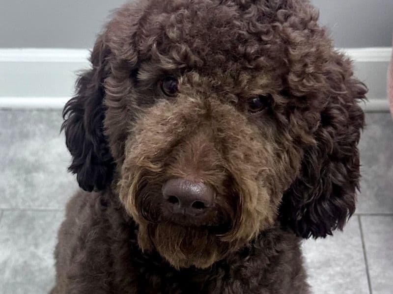 Mocha primary photo