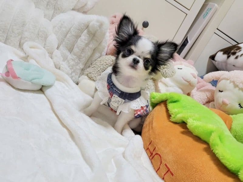 Affenhuahua 1 year old female medium named Pixie for breeding in Florida | Petmeetly