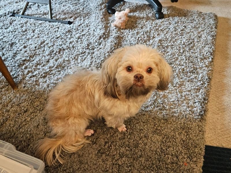 Shichon 2 years 2 months old female small named Honey for breeding in Fraser Valley, British Columbia | Petmeetly