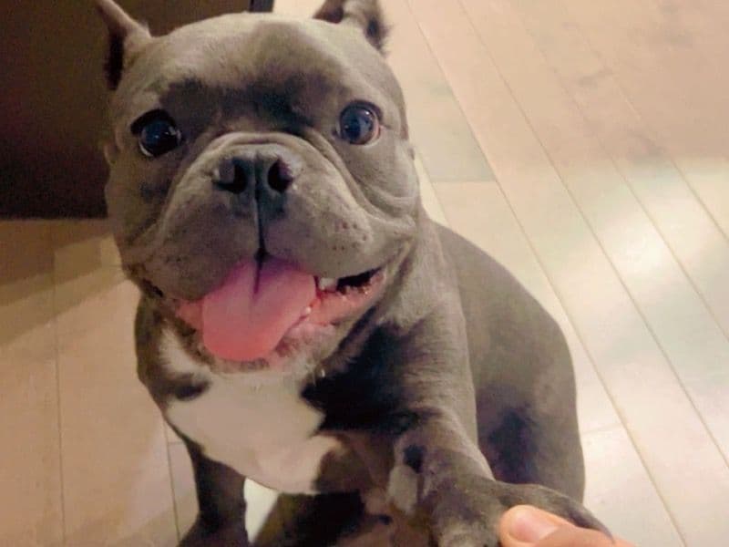 American Pocket Bully 1 year 10 months old male small named Shonki for breeding in Edmonton, Alberta | Petmeetly