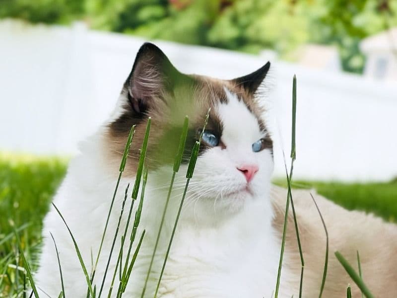 Yuki primary photo