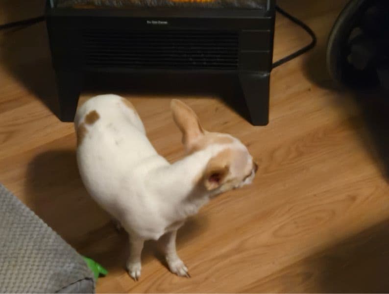 Teacup Chihuahua 1 year old female small named Havana for breeding in Campbell County, Kentucky | Petmeetly