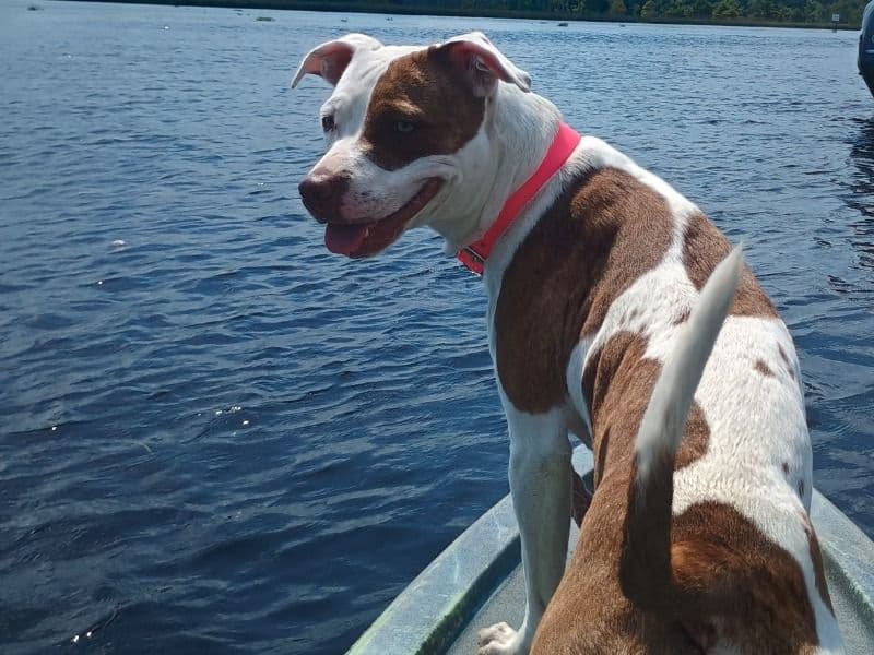 Bulldog 2 years old female medium named Nova for sale in Wakulla County, Florida | Petmeetly