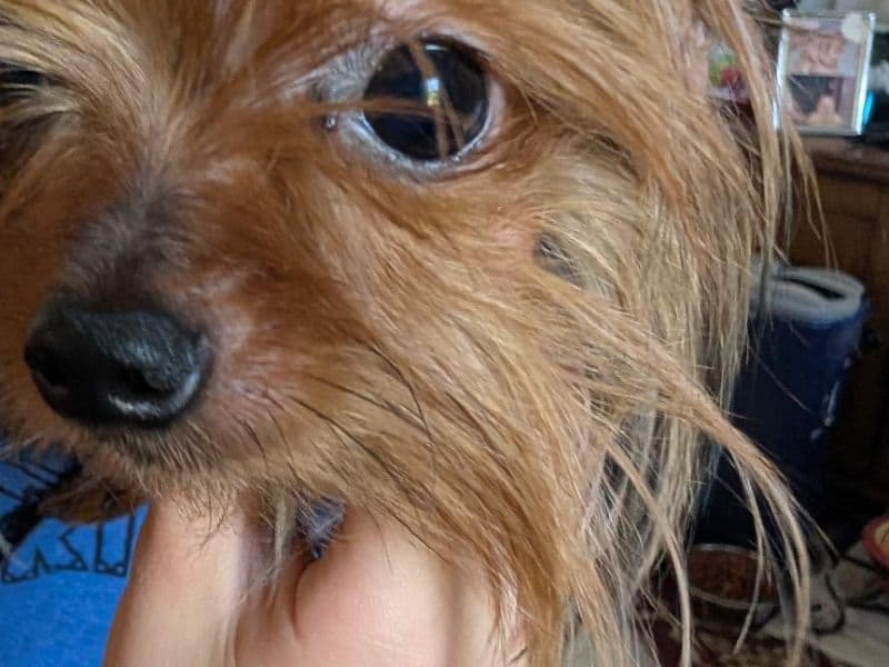 Kc  - Yorkshire Terrier success story